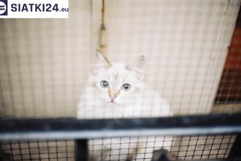 Siatki Koluszki - Zabezpieczenie balkonu siatką - Kocia siatka - bezpieczny kot dla terenów Koluszki
